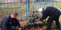 В Пушкино пожарные высадили деревья в рамках эколого-патриотической акции «Лес Победы» - Regions.Ru