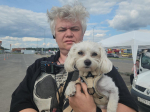 Собачка мальтипу помогает юным гонщикам Подмосковья добиваться побед на трассе