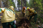 За неделю Авиалесоохрана, наземные лесные службы и привлеченные лица ликвидировали 267 лесных пожаров в 32 регионах России